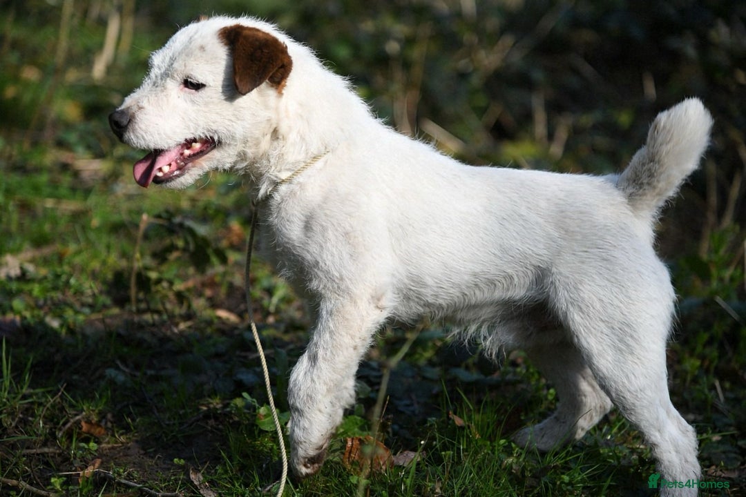 Jack Russell dogs for sale: Tremendous JRT boys  - Image 13