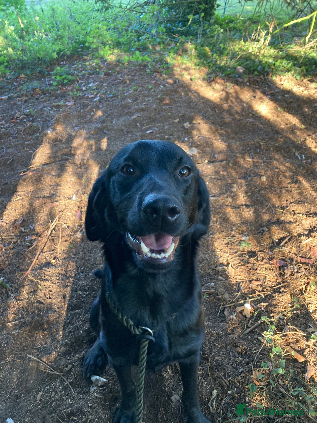 Mixed Breed dogs for sale: Stunning Work Labrador Mix  - Image 17