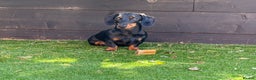 Miniature Dachshund dogs for stud: KC Registered Miniature Dachshund Stud - Advert 3