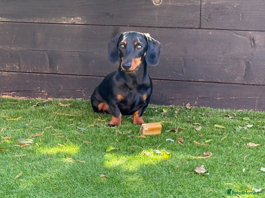 Miniature Dachshund dogs for stud: KC Registered Miniature Dachshund Stud - Advert 3