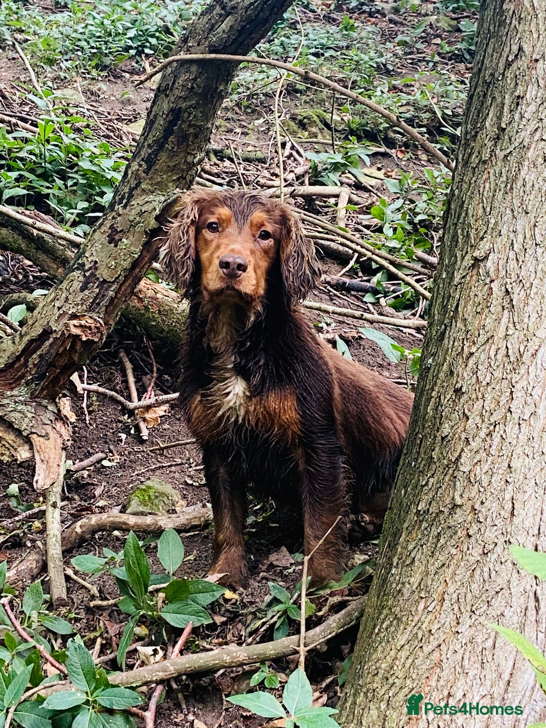 Cocker Spaniel dogs for stud: Cocker Spaniel stud  - Advert 28