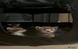 Mixed Breed cats for sale: Litter of 6 beautiful kittens - Image 15