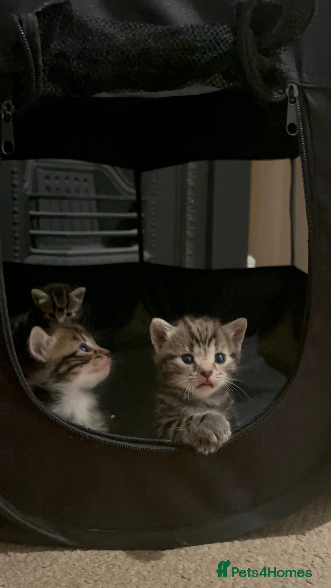 Mixed Breed cats for sale: Litter of 6 beautiful kittens - Image 15