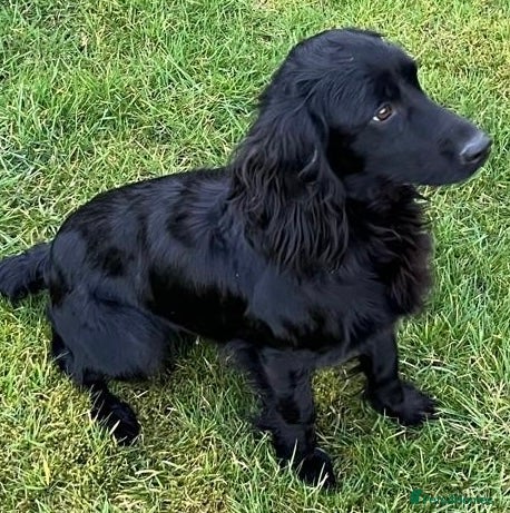 Cocker Spaniel dogs Cocker Spaniel pups - Advert 1