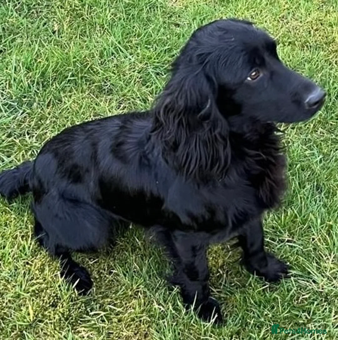 Cocker Spaniel dogs for sale: Cocker Spaniel pups - Advert 1