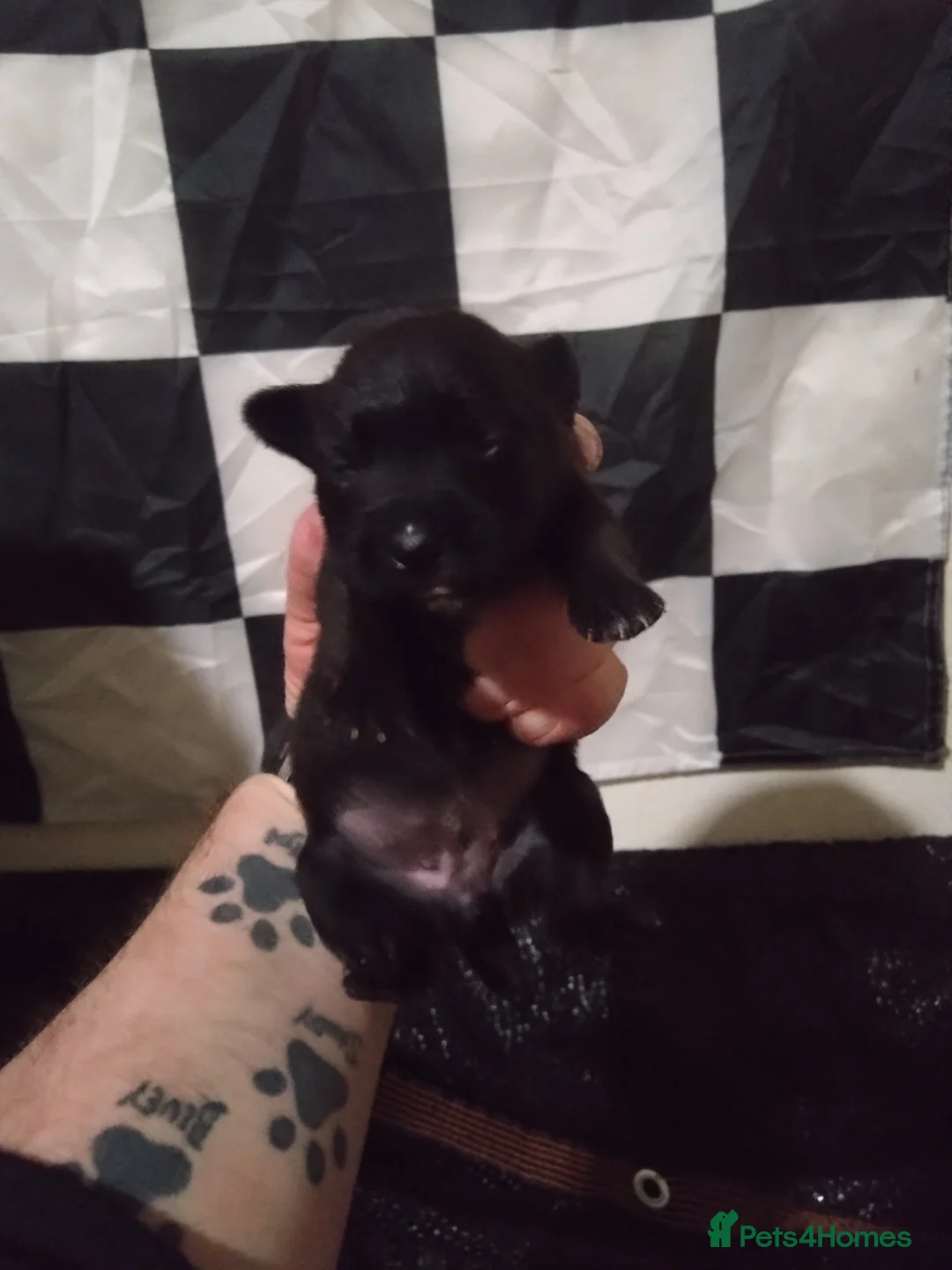 Mixed Breed dogs for sale: Patterdale Lakeland Border x Patterdale  - Advert 2