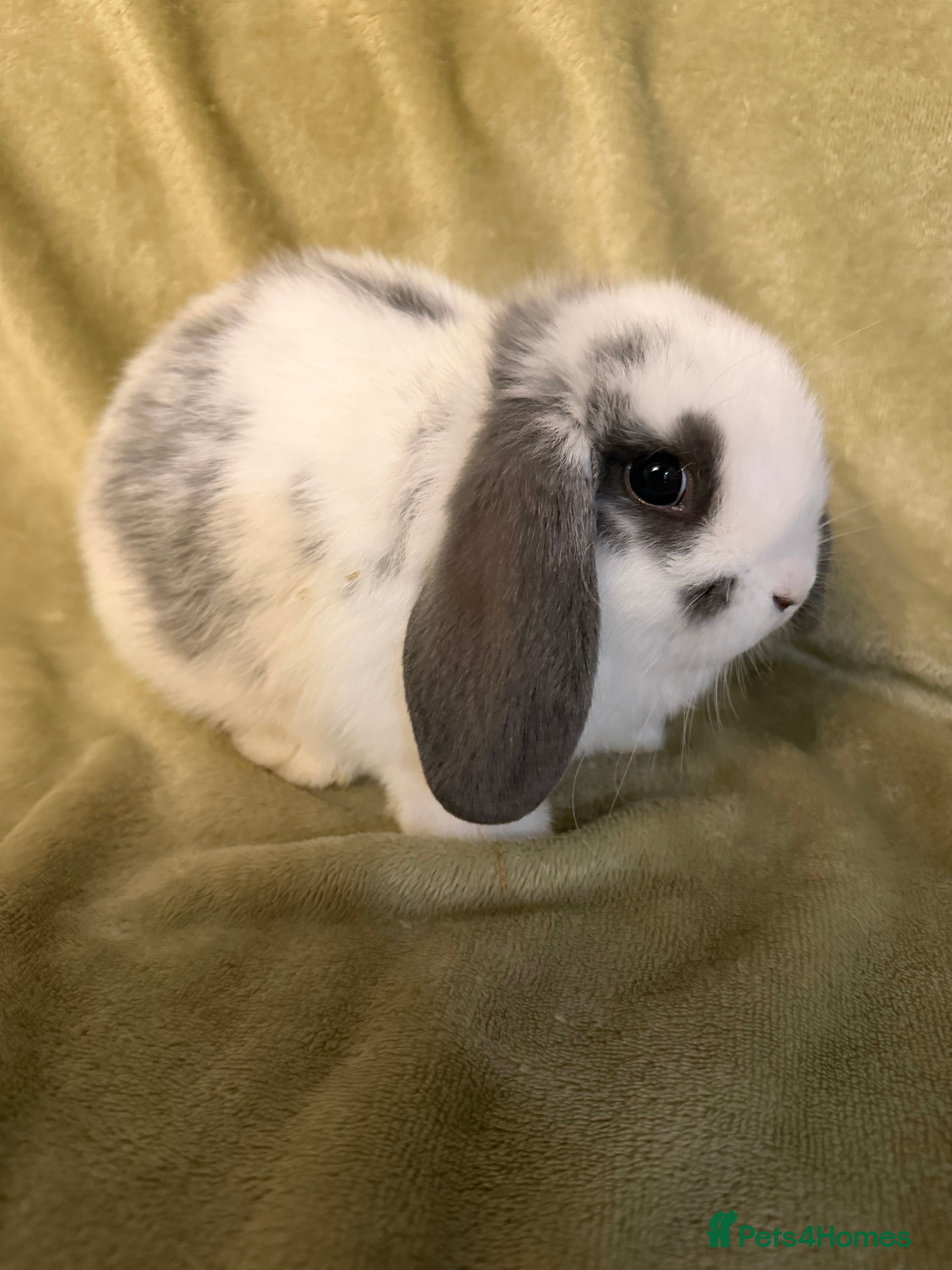 Mini Lop rabbits Mini Lop Bunnies For Sale - Advert 5