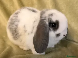 Mini Lop rabbits Mini Lop Bunnies For Sale - Advert 5