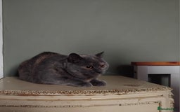 British Shorthair cats for sale: Beautiful British Shorthair  - Image 14