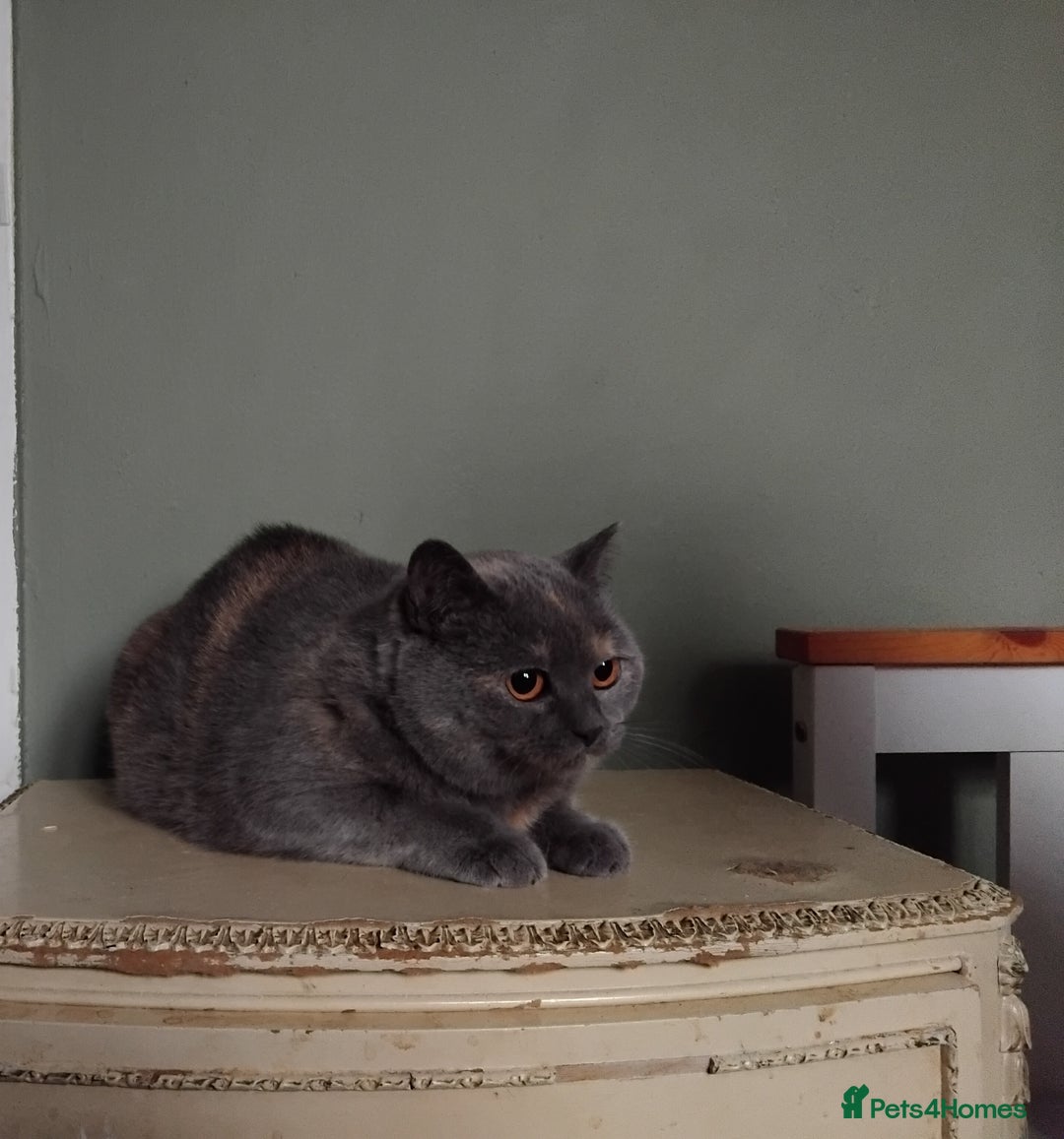 British Shorthair cats for sale: Beautiful British Shorthair  - Image 14
