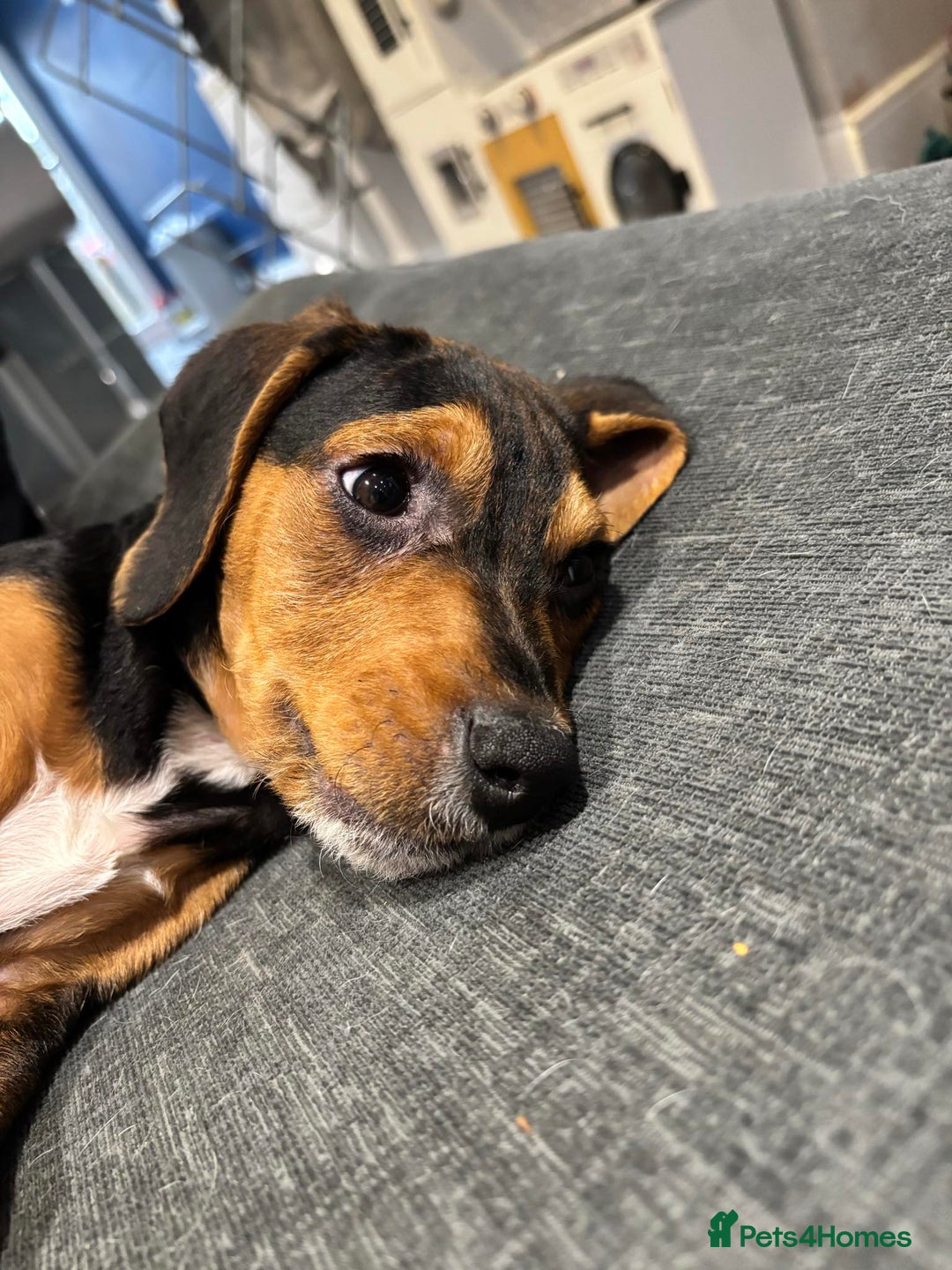 Bocker dogs for sale: Bocker pups  - Advert 8