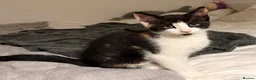 Mixed Breed cats for sale: Last female kitten - Advert 2