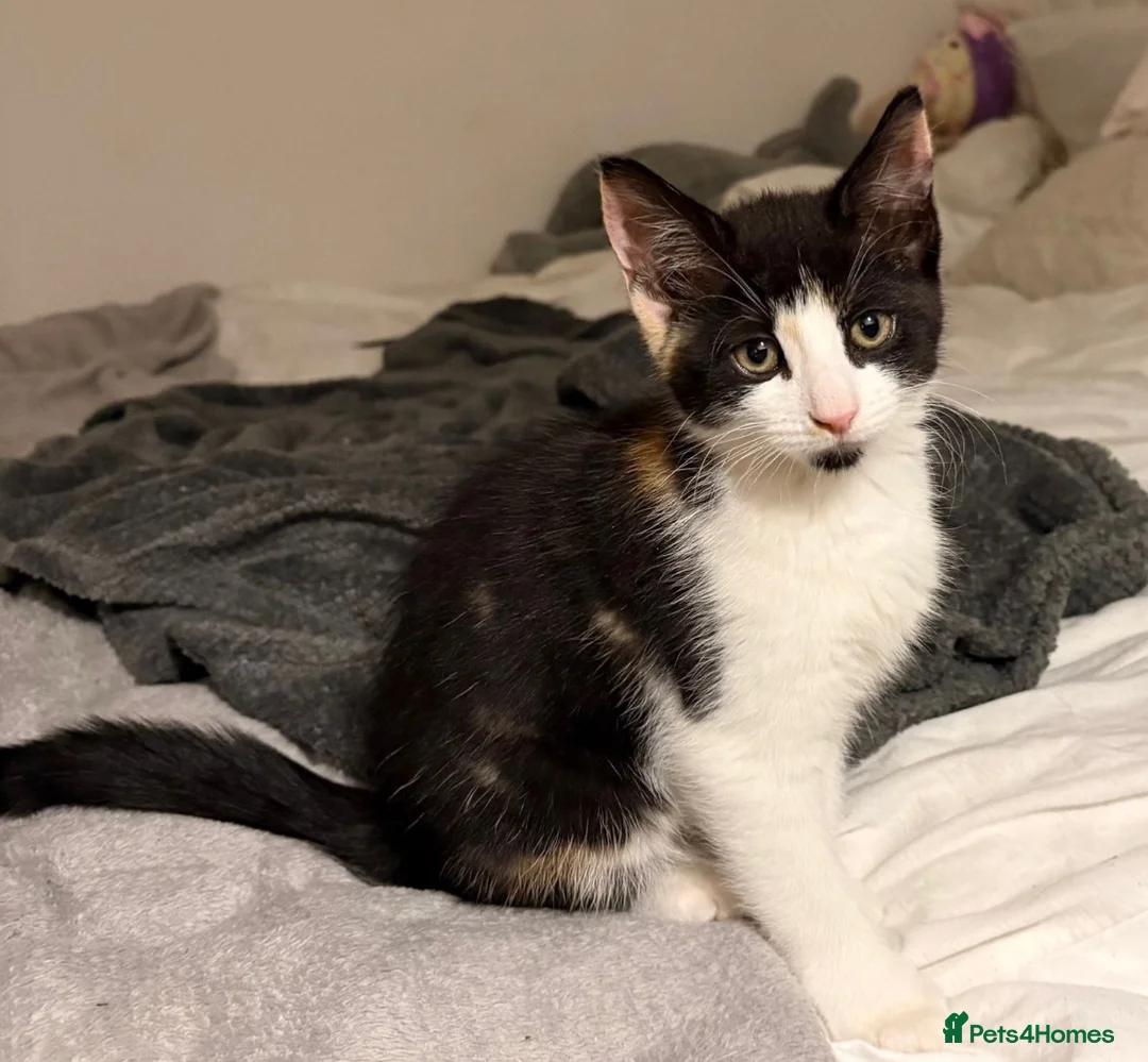 Mixed Breed cats for sale: Last female kitten - Advert 2