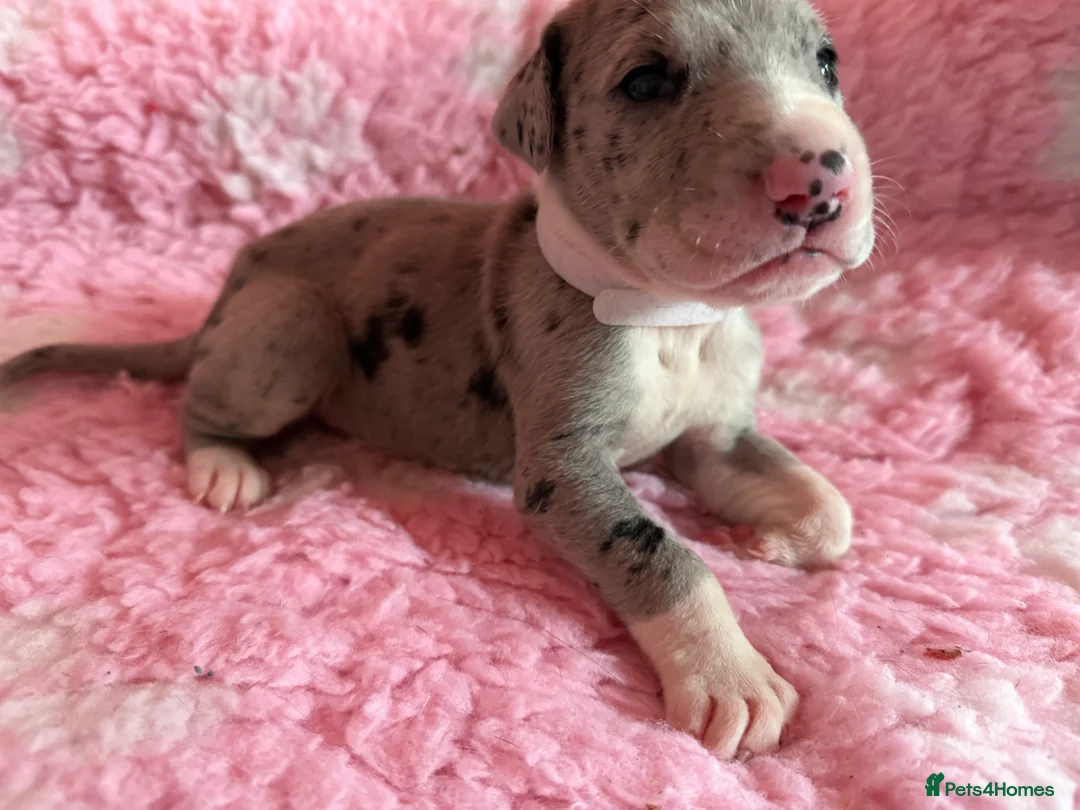 Great Dane dogs for sale: Stunning pure bred Great Dane puppies in St. Ives - Advert 25