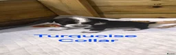Mixed Breed dogs for sale: Beautiful Sprollie x Dalmatian pups - Advert 11