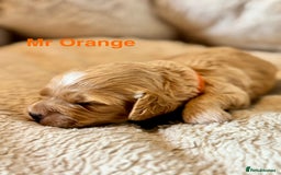 Cockapoo dogs for sale: Beautiful F1B cockapoo puppies  - Image 4
