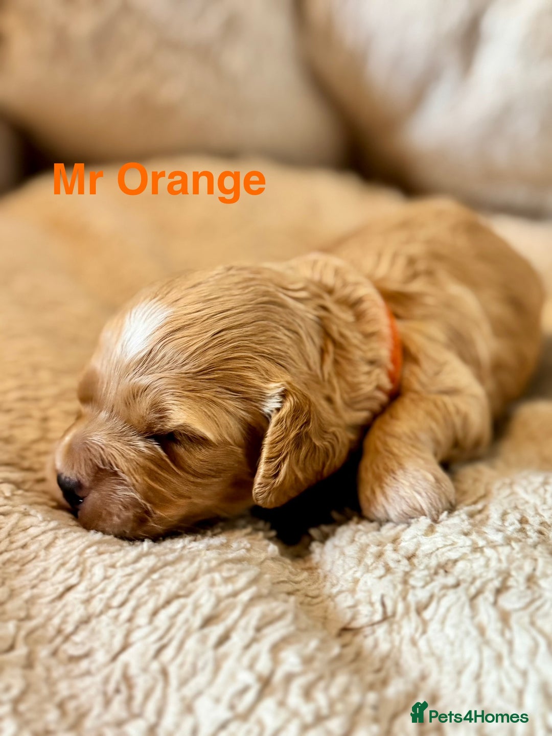 Cockapoo dogs for sale: Beautiful F1B cockapoo puppies  - Image 4