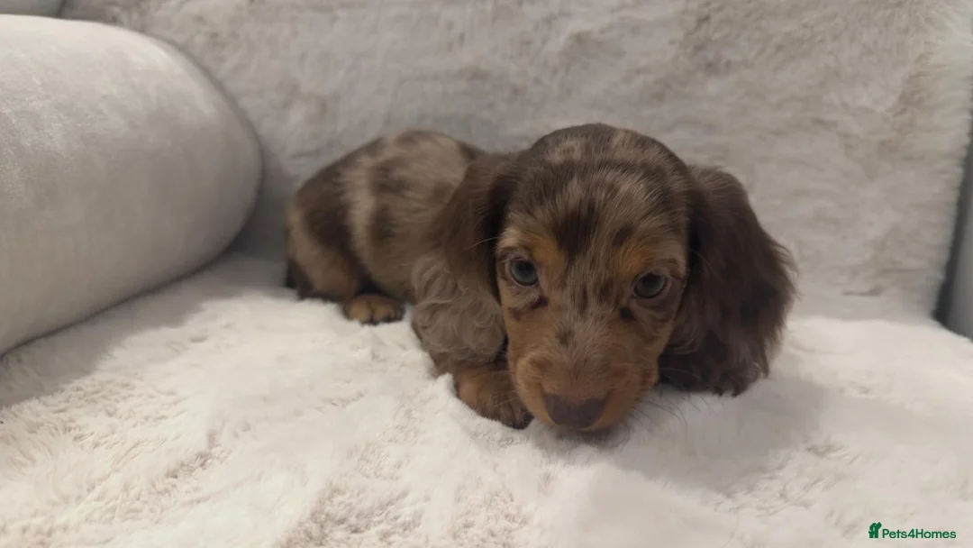 Miniature Dachshund dogs for sale: Oustanding Longhair Minature Dachshund  - Advert 5