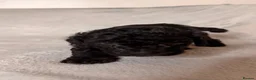 Cockapoo dogs for sale: Cockapoo Puppies – Taking Reservations 🐾 - Advert 10