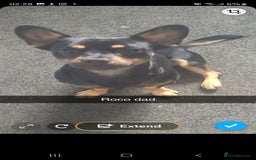 Chorkie dogs for sale: Chorkie pupies due  in Bolton - Image 2