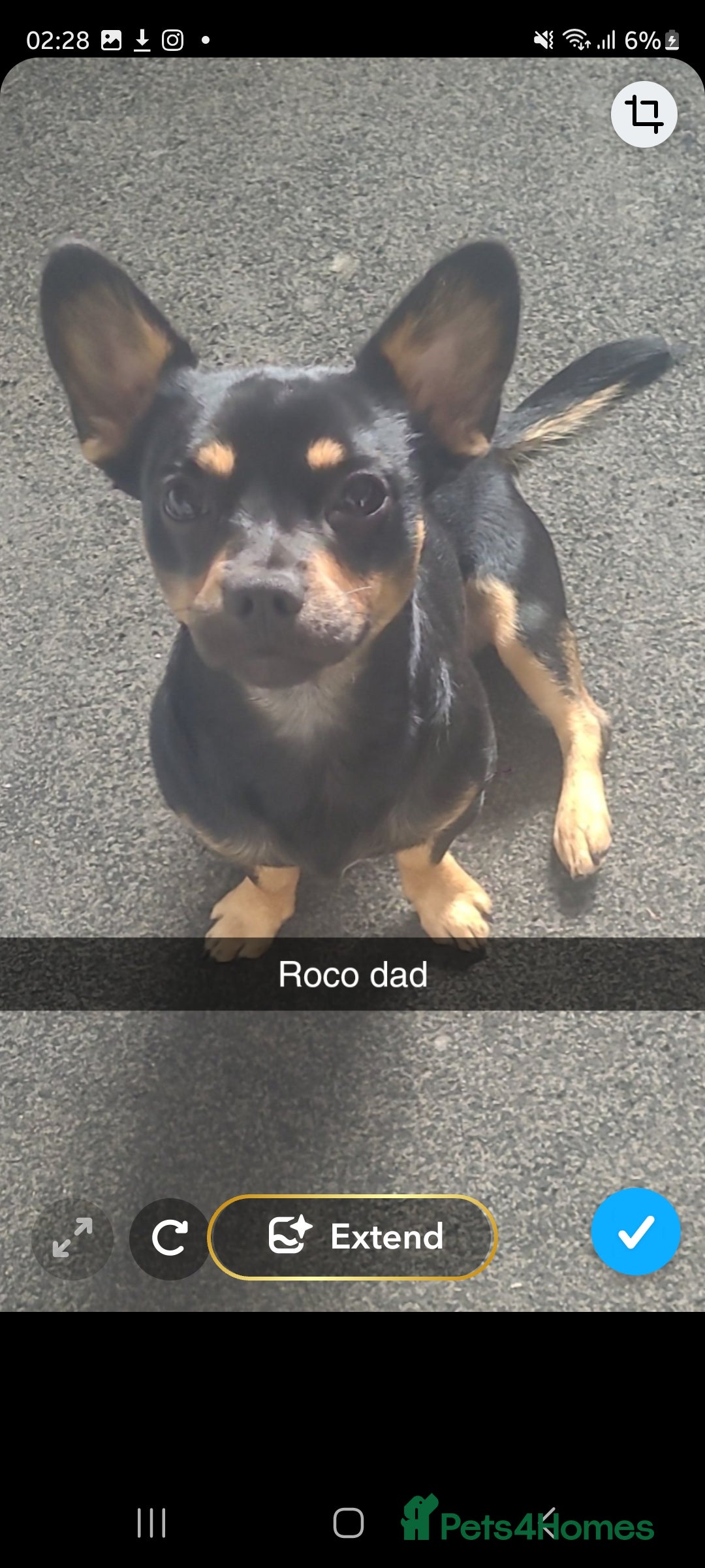 Chorkie dogs for sale: Chorkie pupies due  in Bolton - Image 2