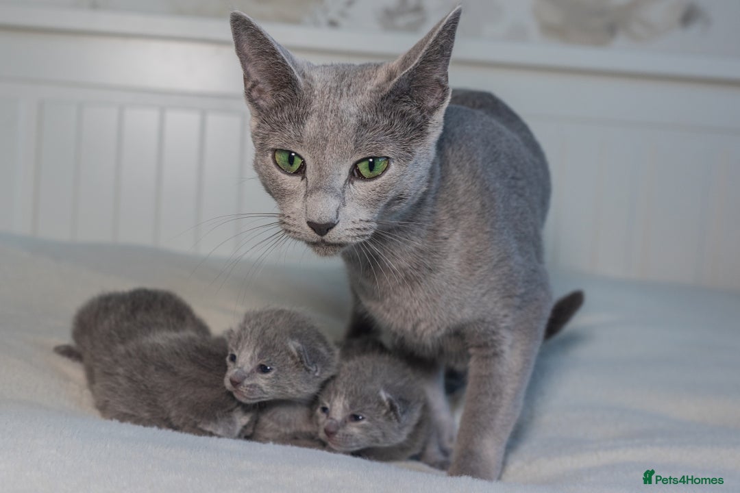 Russian Blue cats for sale: ✨ Exceptional TICA  Russian Blue Kittens Available - Advert 4