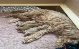 Cavapoo dogs for sale: Beautiful Cavapoo F1B  - Image 7