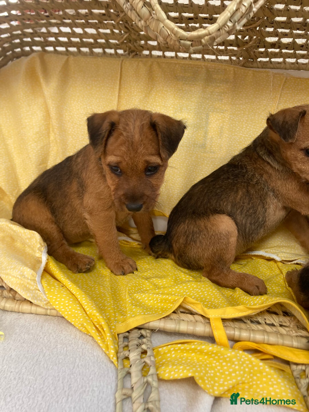 Lakeland Terrier dogs for sale: Lakeland terrier  - Image 18