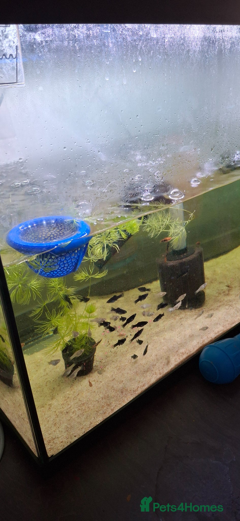 Mollies fish Mollie tropical fish. Black / dalmatian/  silver  - Advert 5
