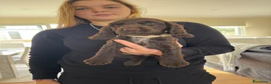 Cocker Spaniel 7