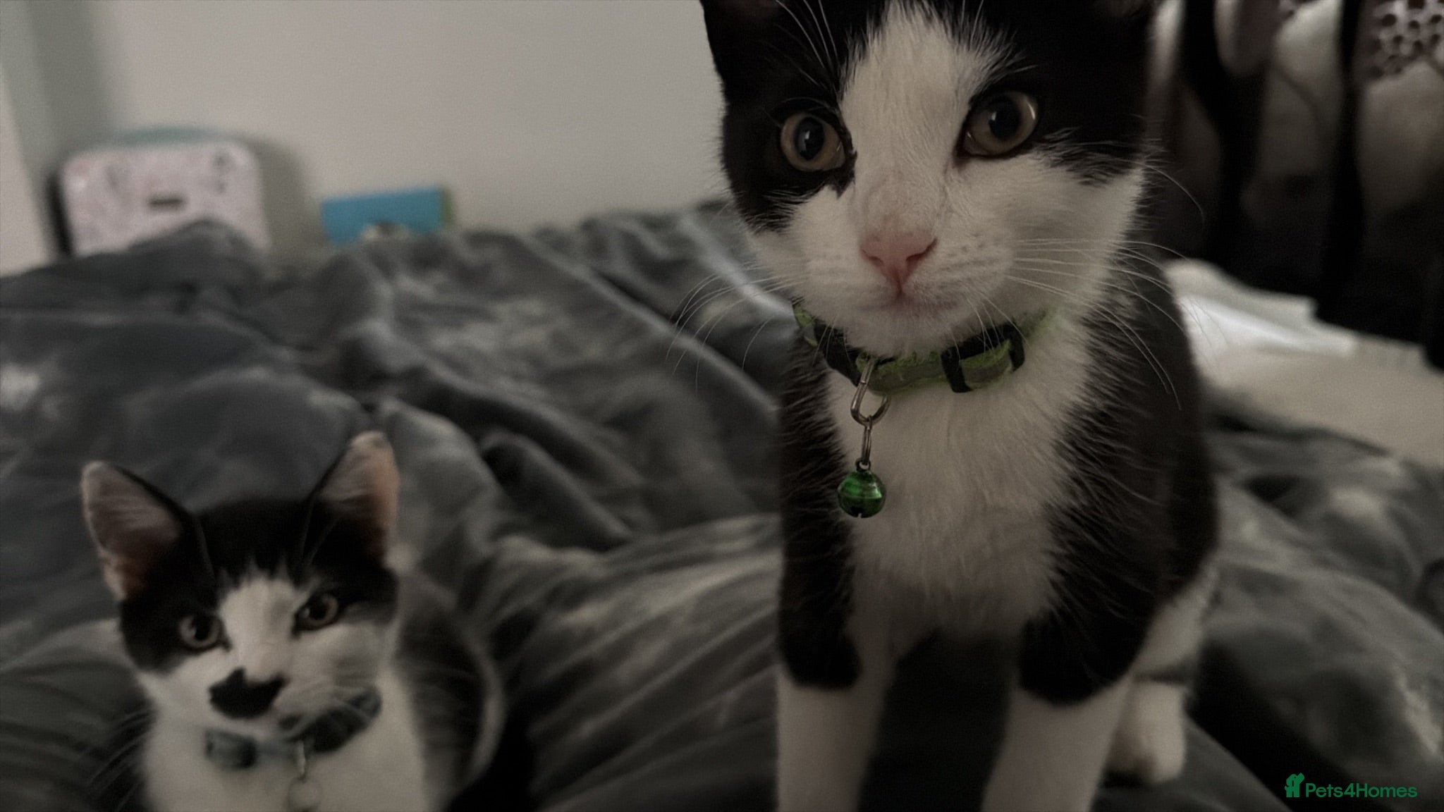 Mixed Breed cats Two boys looking for family  - Advert 1