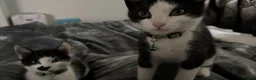 Mixed Breed cats for sale: Two boys looking for family  - Advert 1