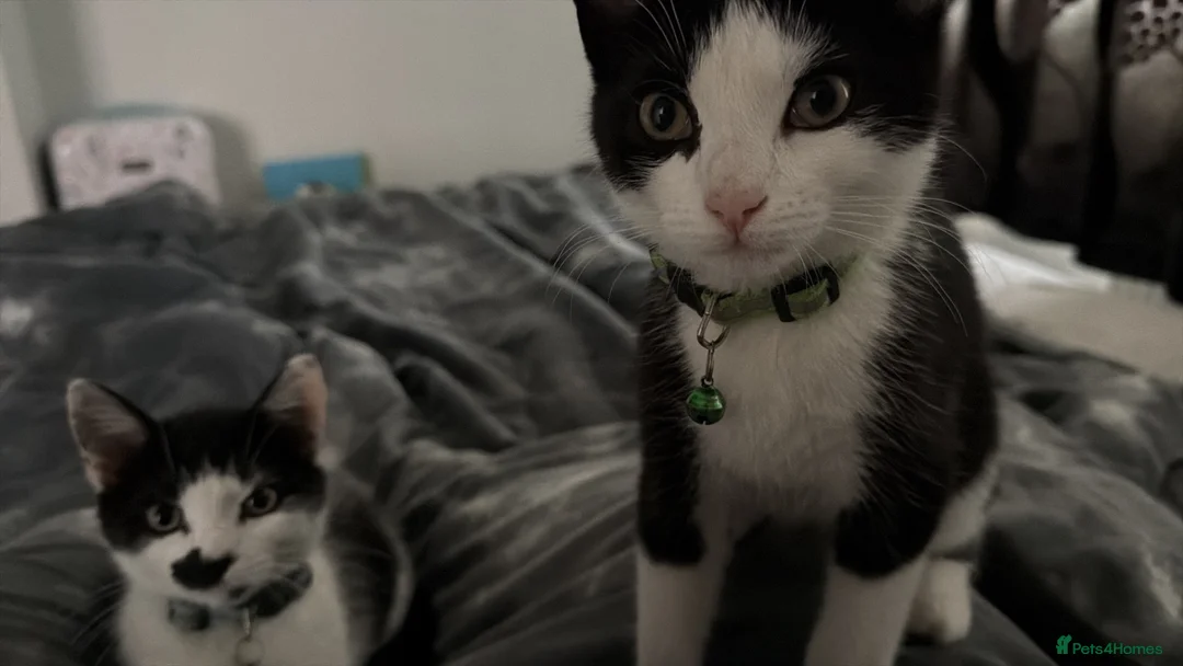 Mixed Breed cats for sale: Two boys looking for family  - Advert 1