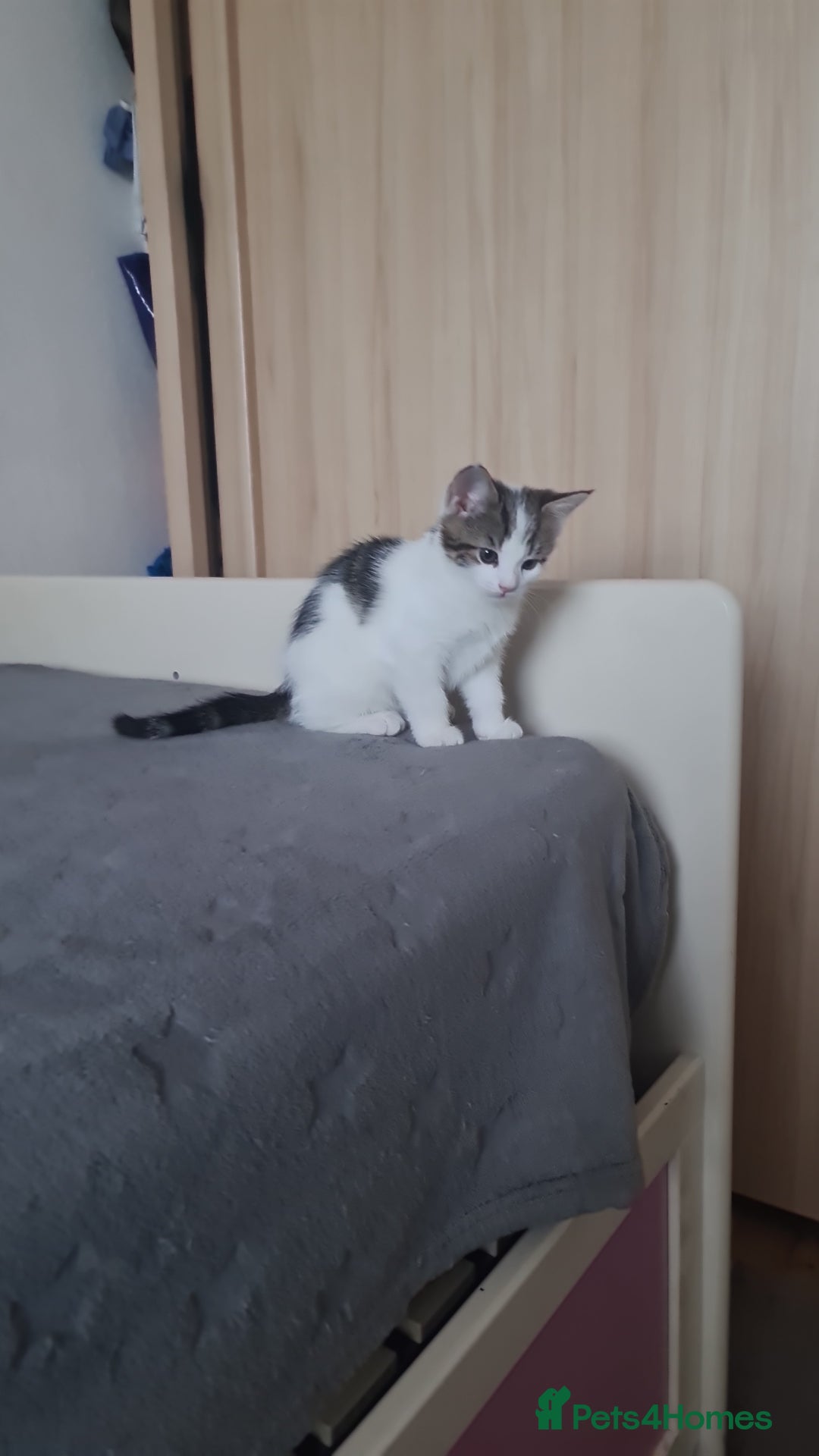 British Shorthair cats for sale: kitten - Advert 2