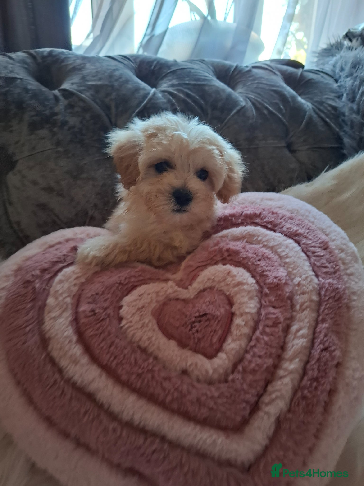 Maltipoo dogs Maltipoo puppies  - Advert 14