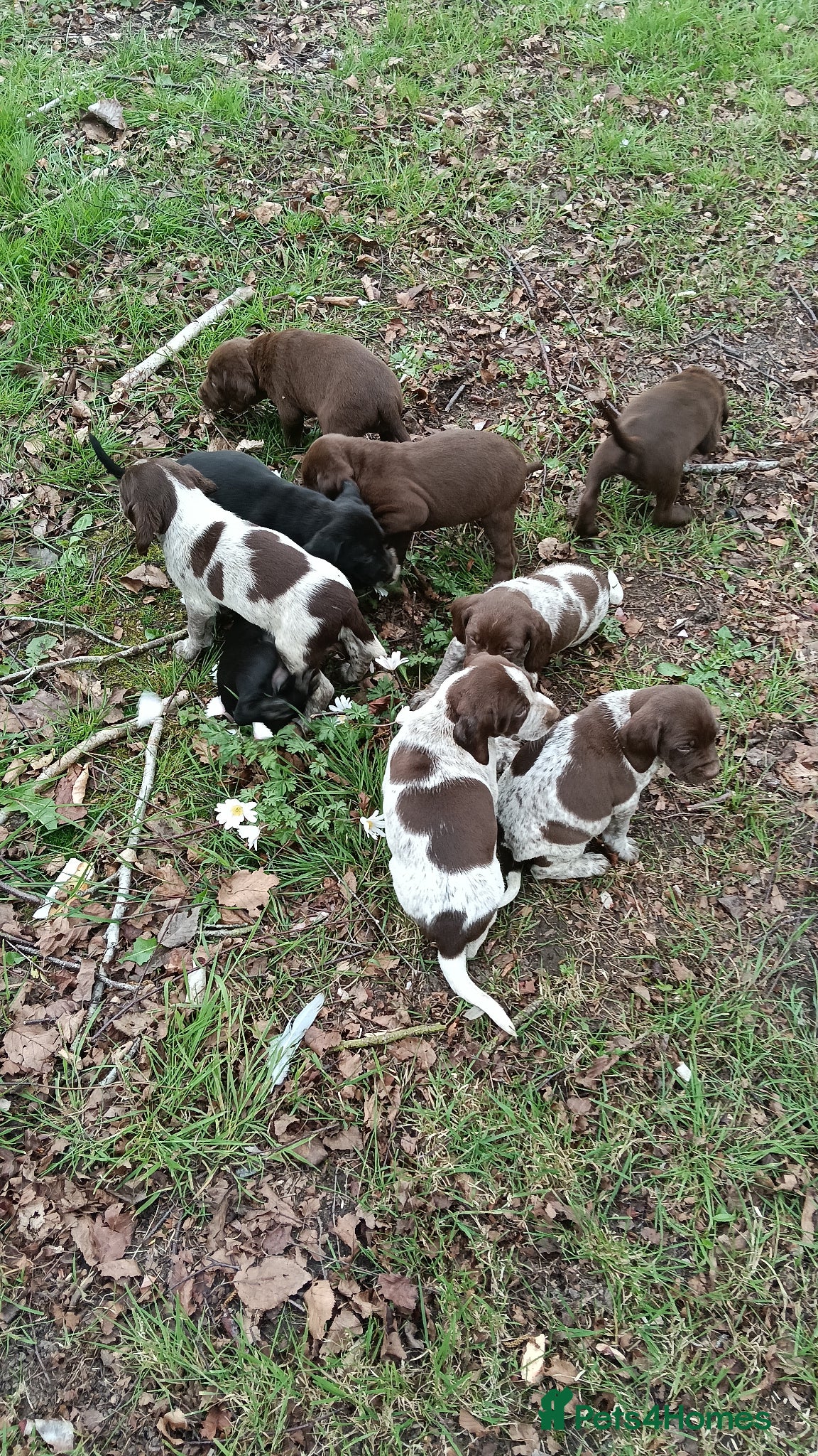 Pointer dogs HPR Puppies - Friendly ready Soon - Advert 2