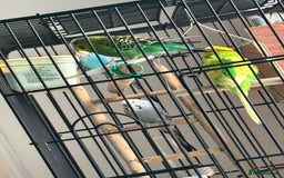 Budgerigars birds for sale: 4 Beautiful Budgies 2 Males 2 Females - Image 2