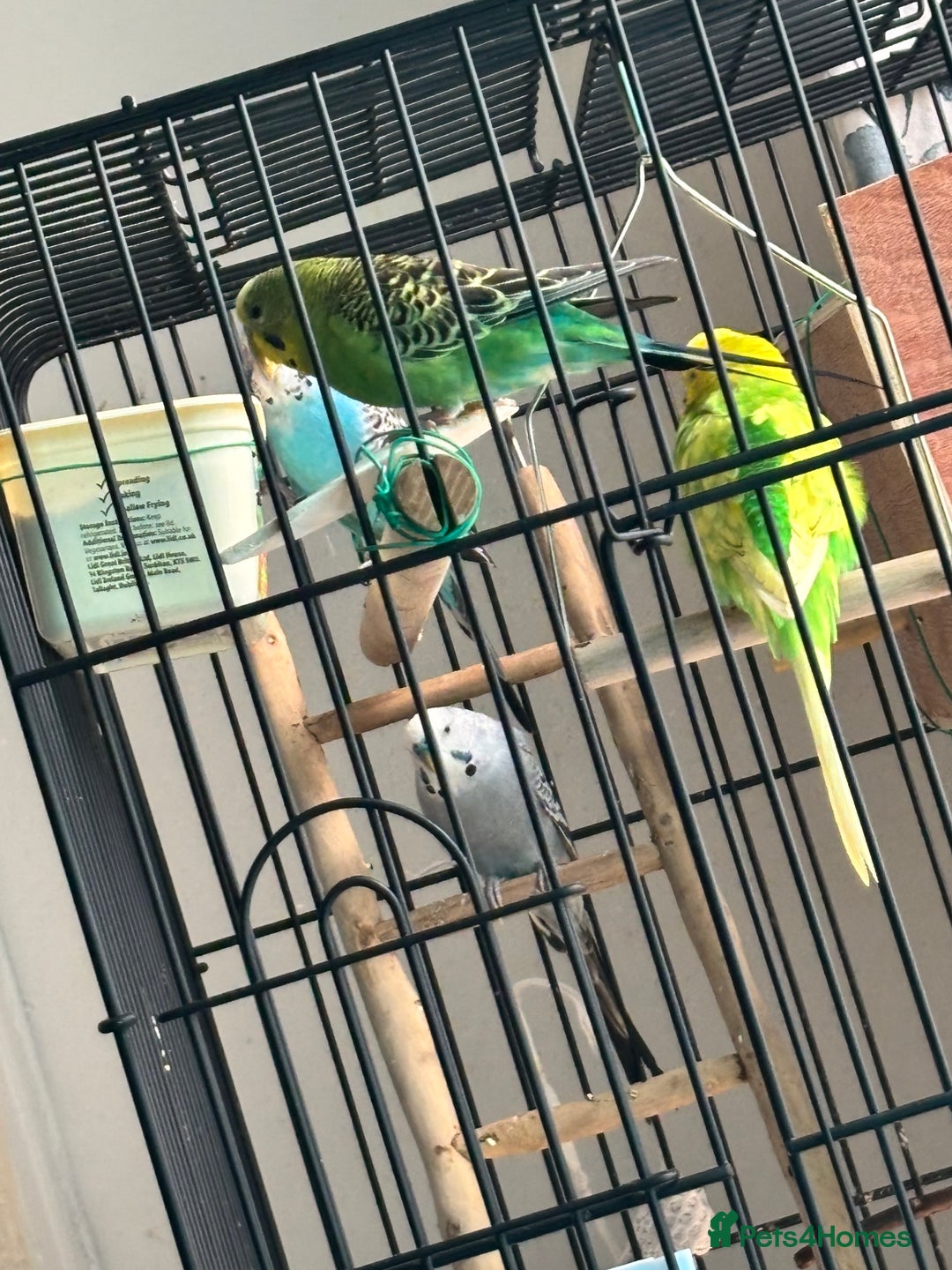 Budgerigars birds for sale: 4 Beautiful Budgies 2 Males 2 Females - Image 2