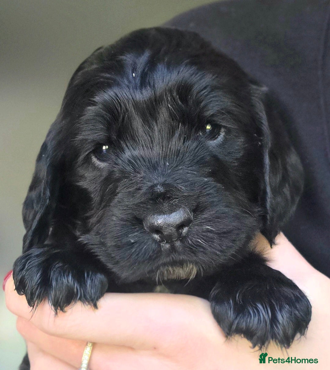Cocker Spaniel dogs Beautiful Cocker Spaniel Puppies Ready 16th May - Advert 2