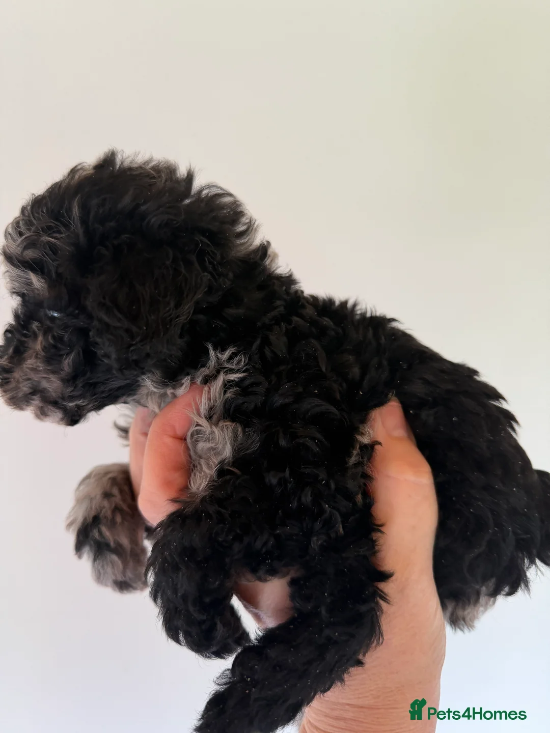Mixed Breed dogs for sale: Poodle puppies - Advert 18