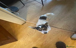 Jack Russell dogs for adoption: Yoda - Hingham Norfolk  - Advert 2