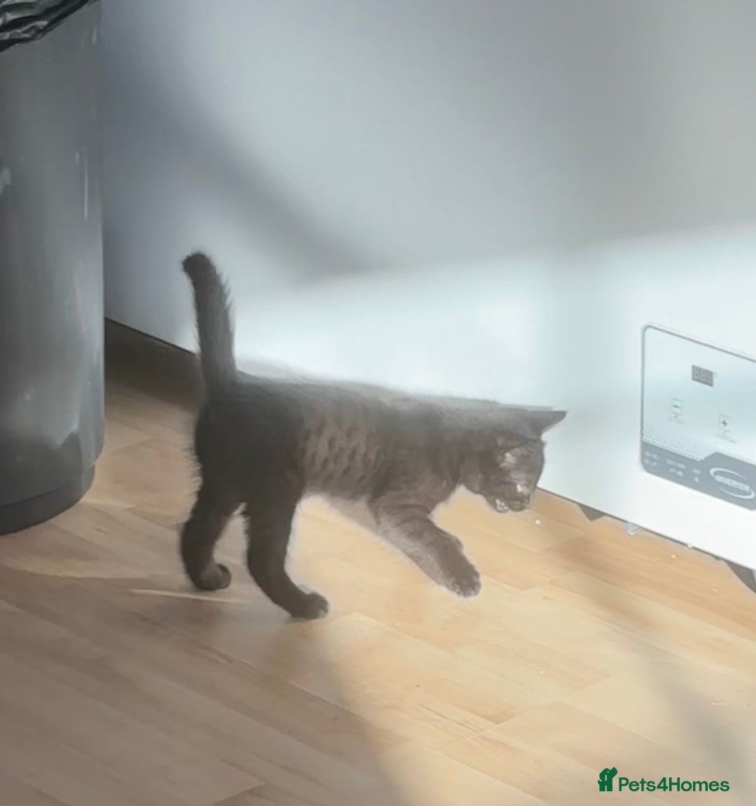 British Longhair cats for sale: 1 x British Long Hair & 2 x British Short Hair - Image 12