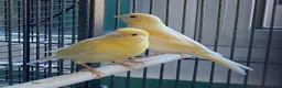 Canaries birds for sale: Young canaries - Advert 2