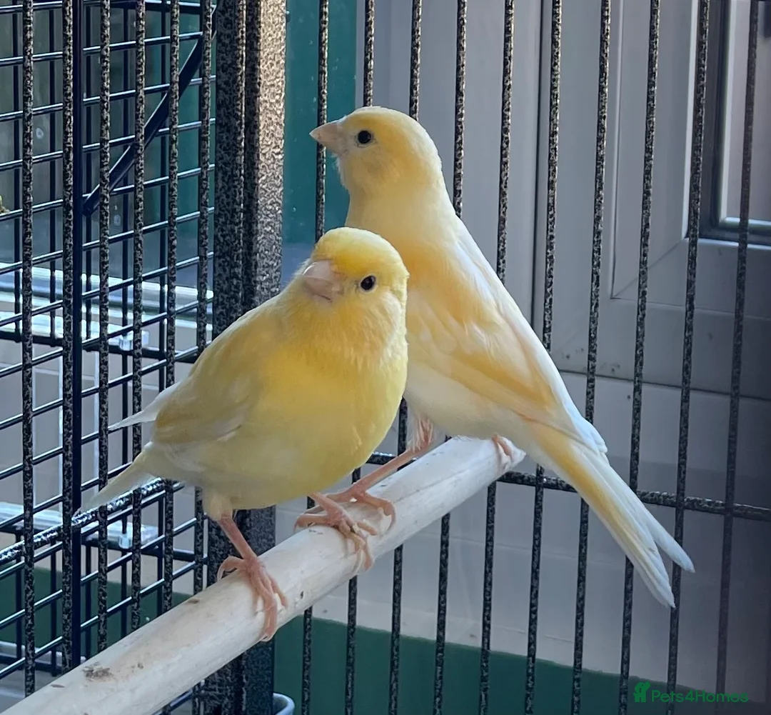 Canaries birds for sale: Young canaries - Advert 2