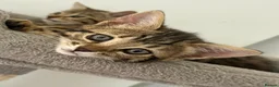 Bengal cats for sale: 🐾 Three Half-Bengal Kittens  - Advert 8