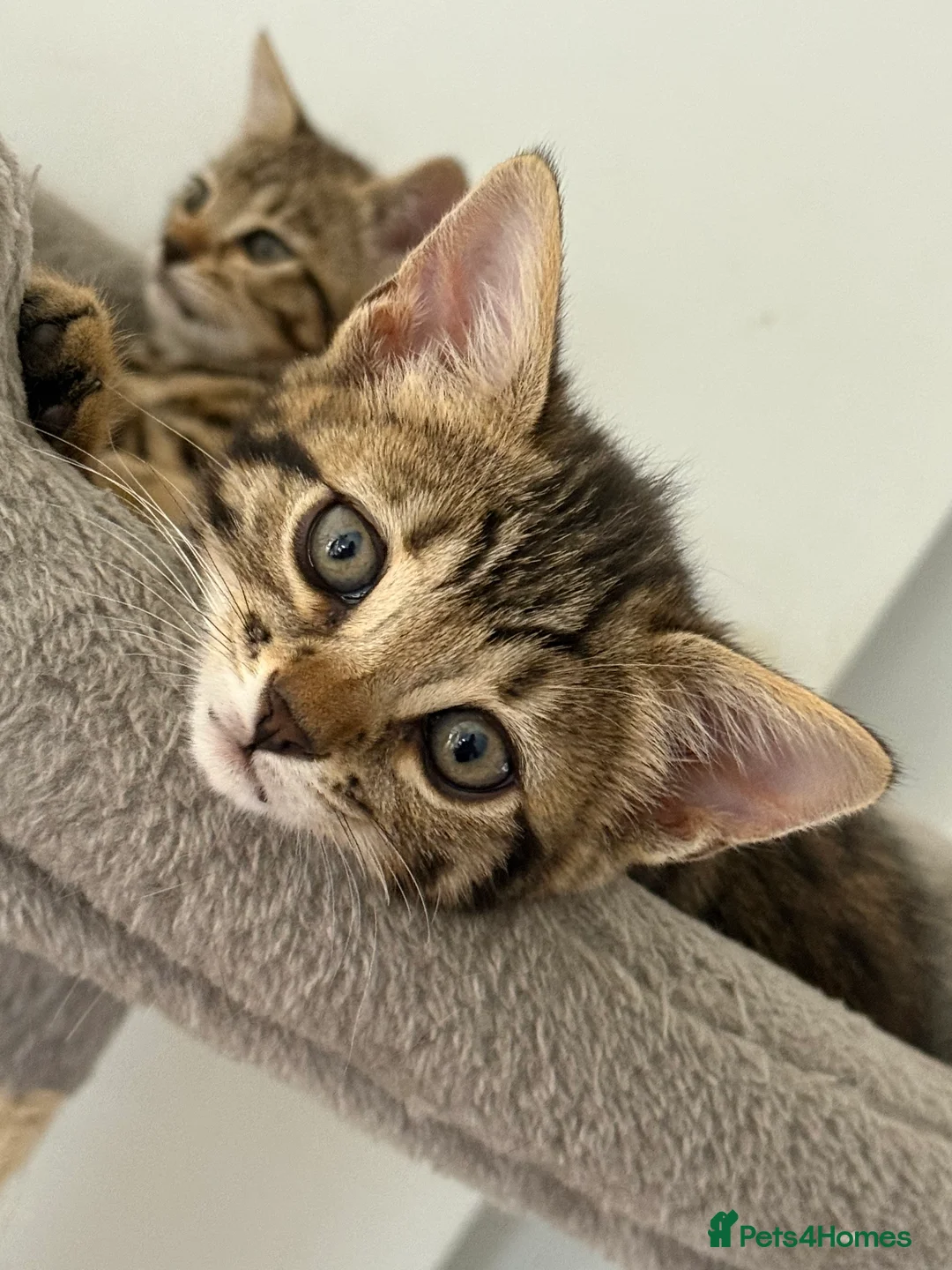 Bengal cats for sale: 🐾 Three Half-Bengal Kittens  - Advert 8
