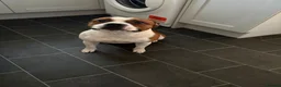 Staffordshire Bull Terrier dogs for sale: KC Red Staffordshire Bull Terriers ❤️🏆🩸 - Advert 11