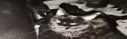 Maine Coon cats for sale: For sale 2 mainecoon fluff baby ball kitties - Advert 6