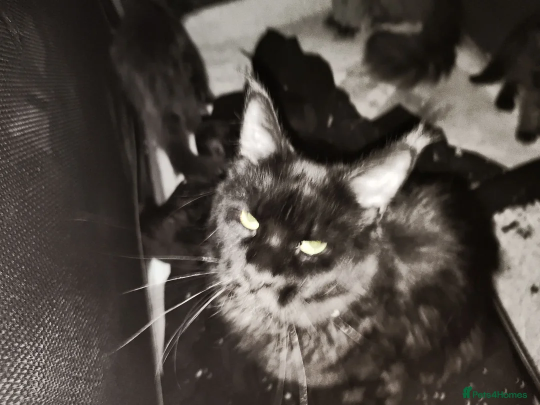 Maine Coon cats for sale: For sale 2 mainecoon fluff baby ball kitties - Advert 6