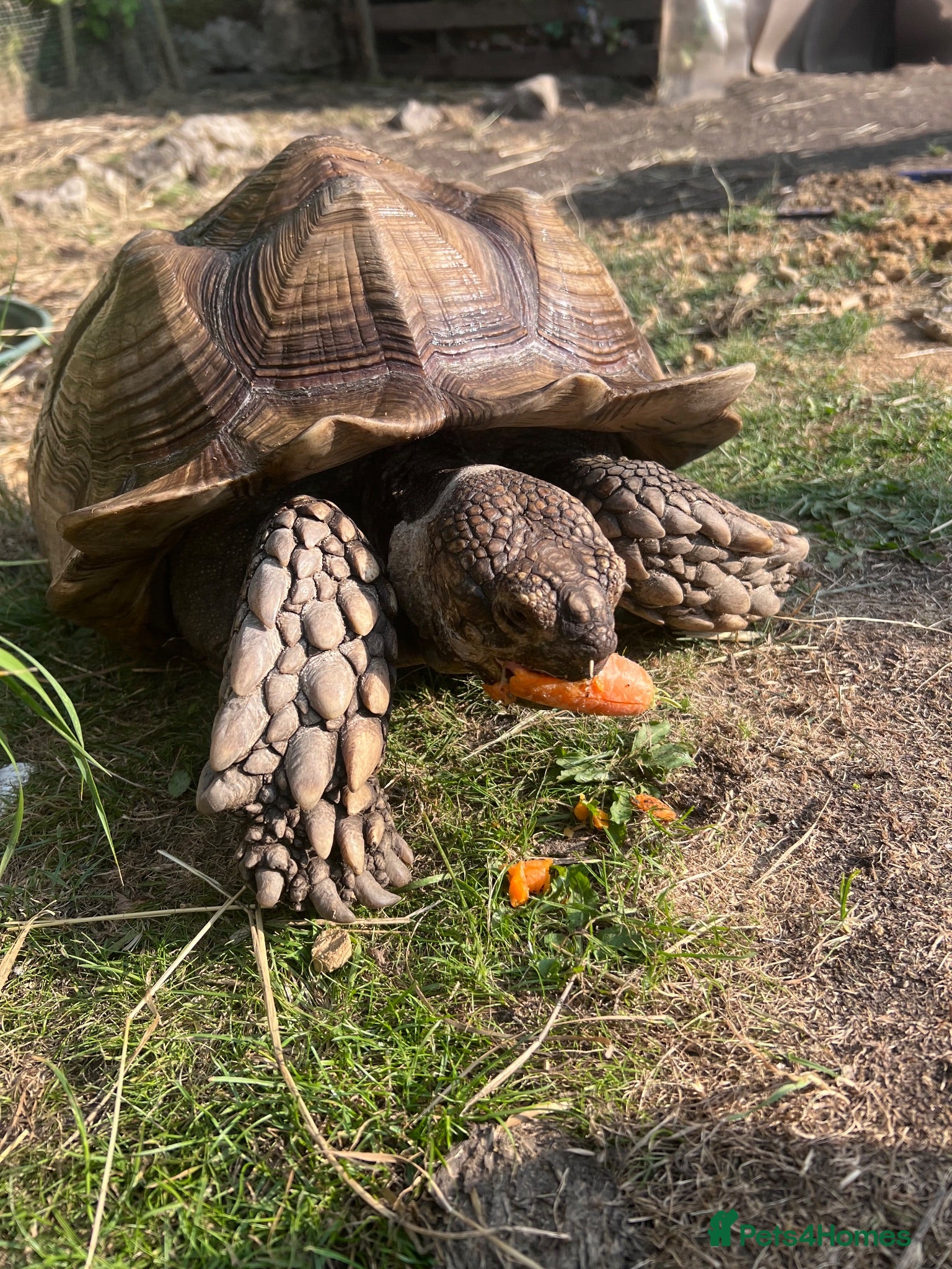 Tortoise reptiles 10 year old male sulcata tortoise  - Advert 1